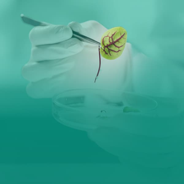 BioTech & Pharma